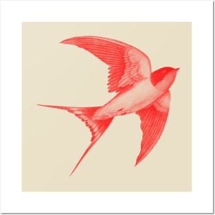 Barn Swallow red Posters and Art